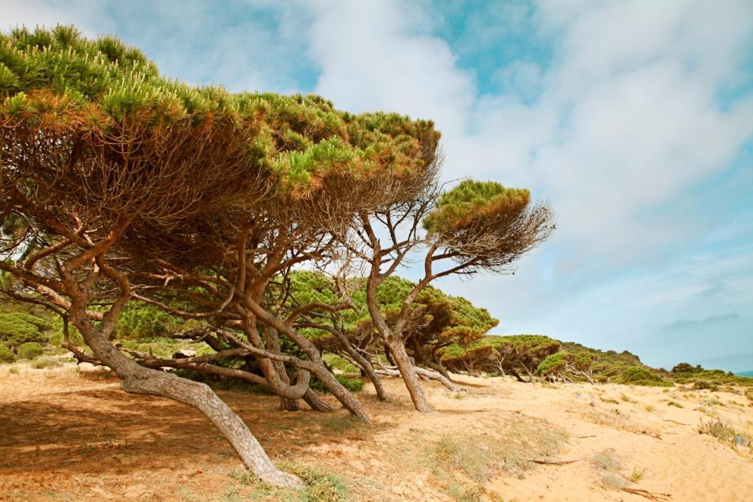 Bungalows Puravida Zahora Dış mekan fotoğraf